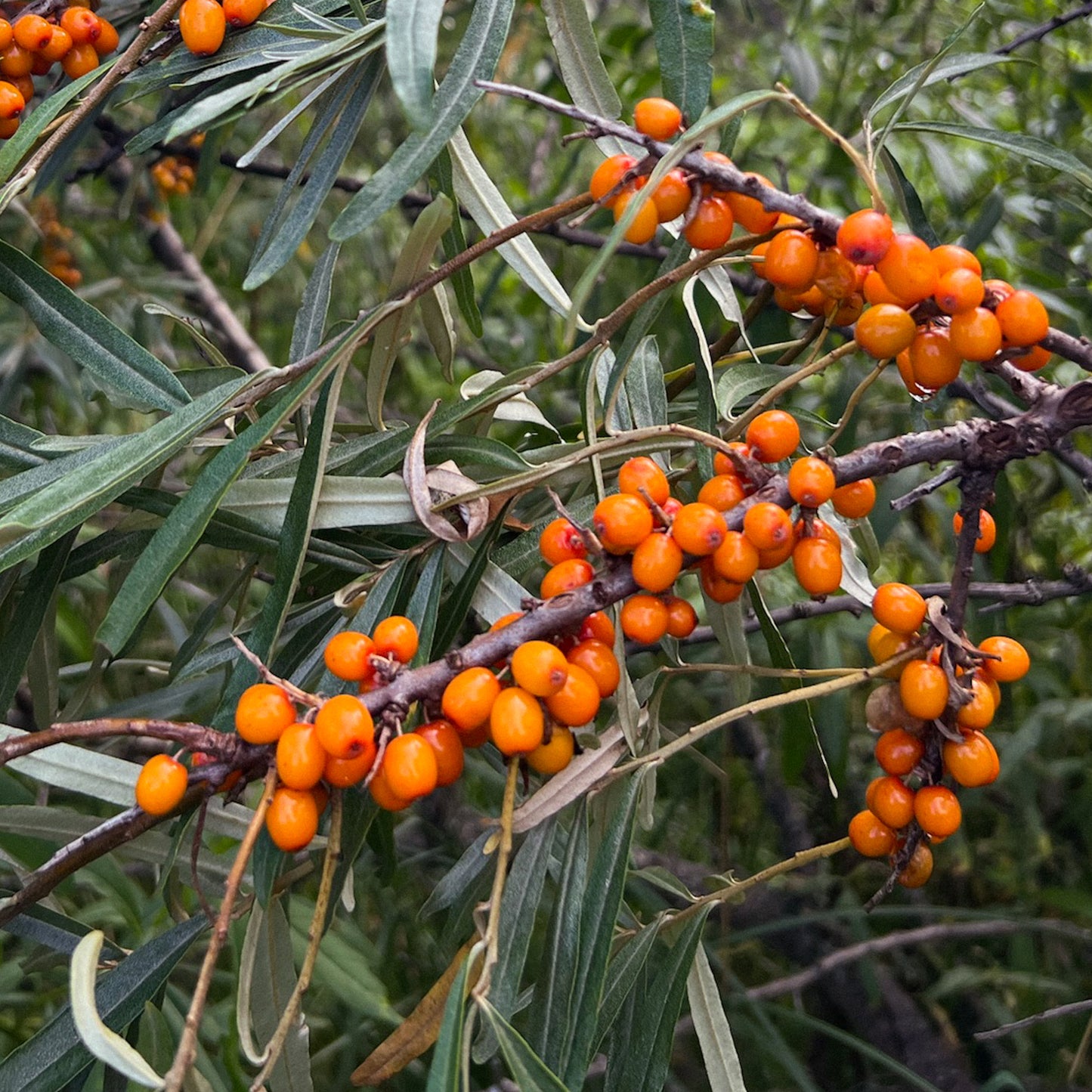 Close-up of vibrant orange sea buckthorn berries growing on branches surrounded by green leaves.