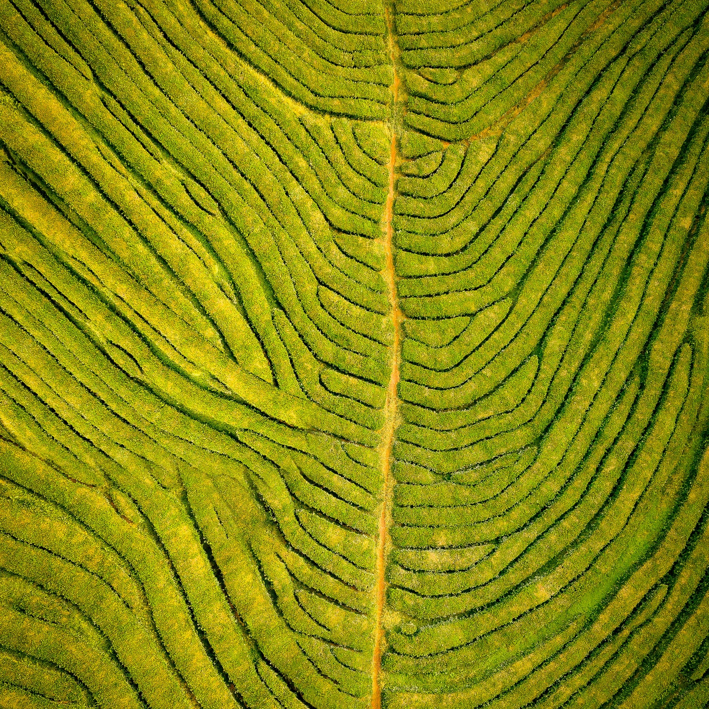 Green tea plantation aerial view showing its intricate vein pattern and natural texture.