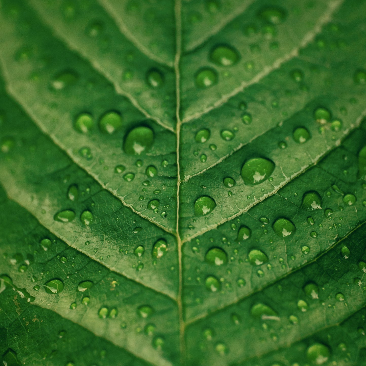 A close-up of a fresh green lemon verbena leaf with water droplets glistening on its surface.
