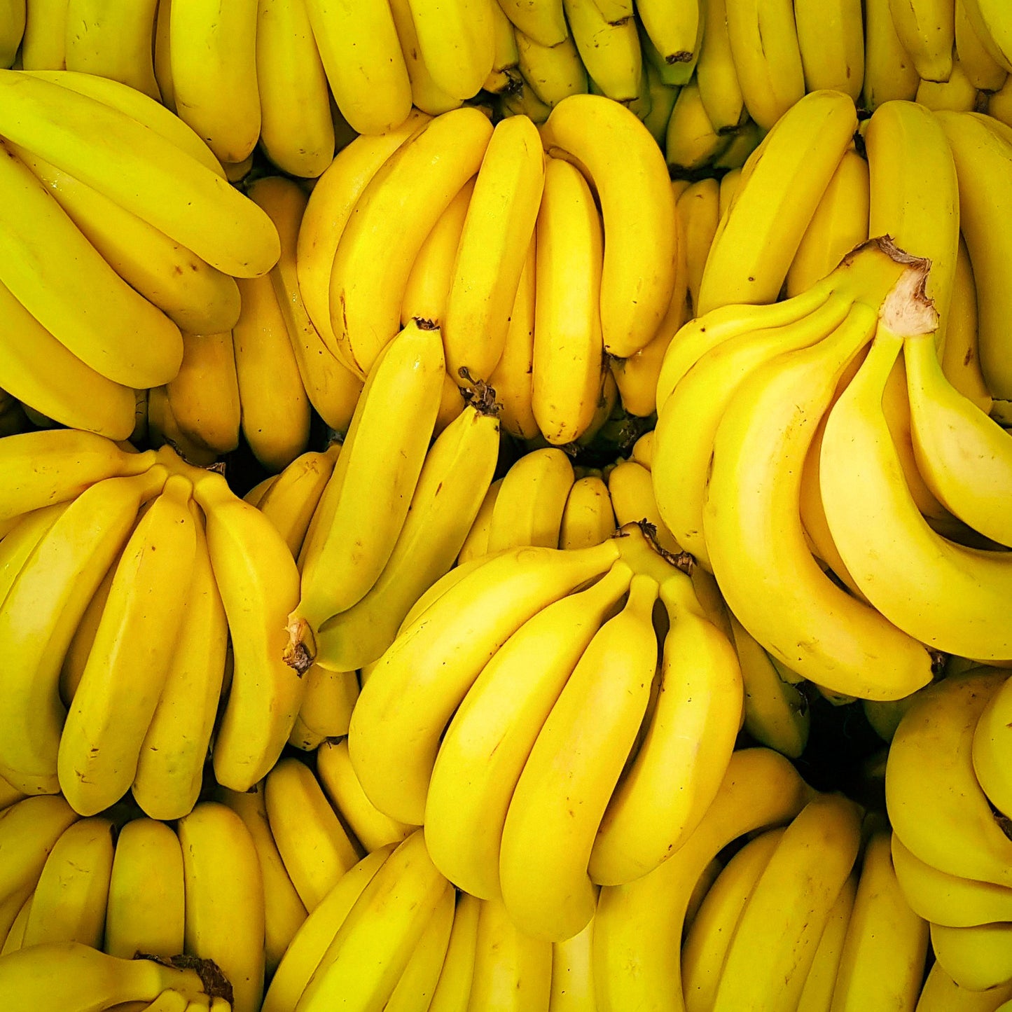 A close-up view of multiple bright yellow banana bunches stacked together.