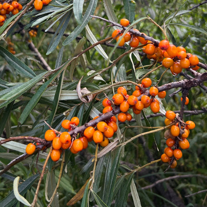 Close-up of vibrant orange sea buckthorn berries growing on branches surrounded by green leaves.