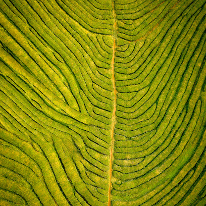 Green tea plantation aerial view showing its intricate vein pattern and natural texture.